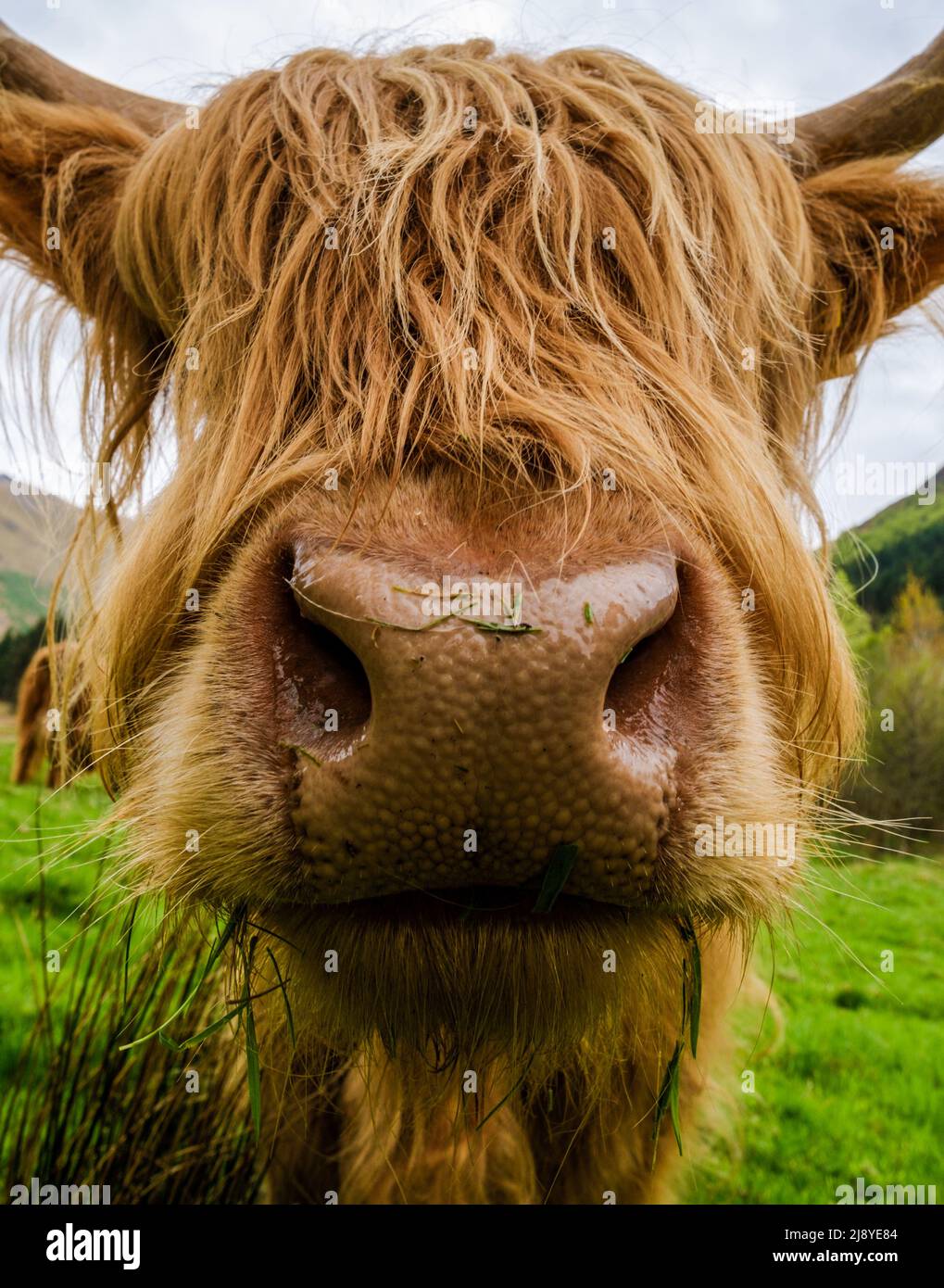 Primo piano di una mucca delle Highland in Scozia Foto Stock