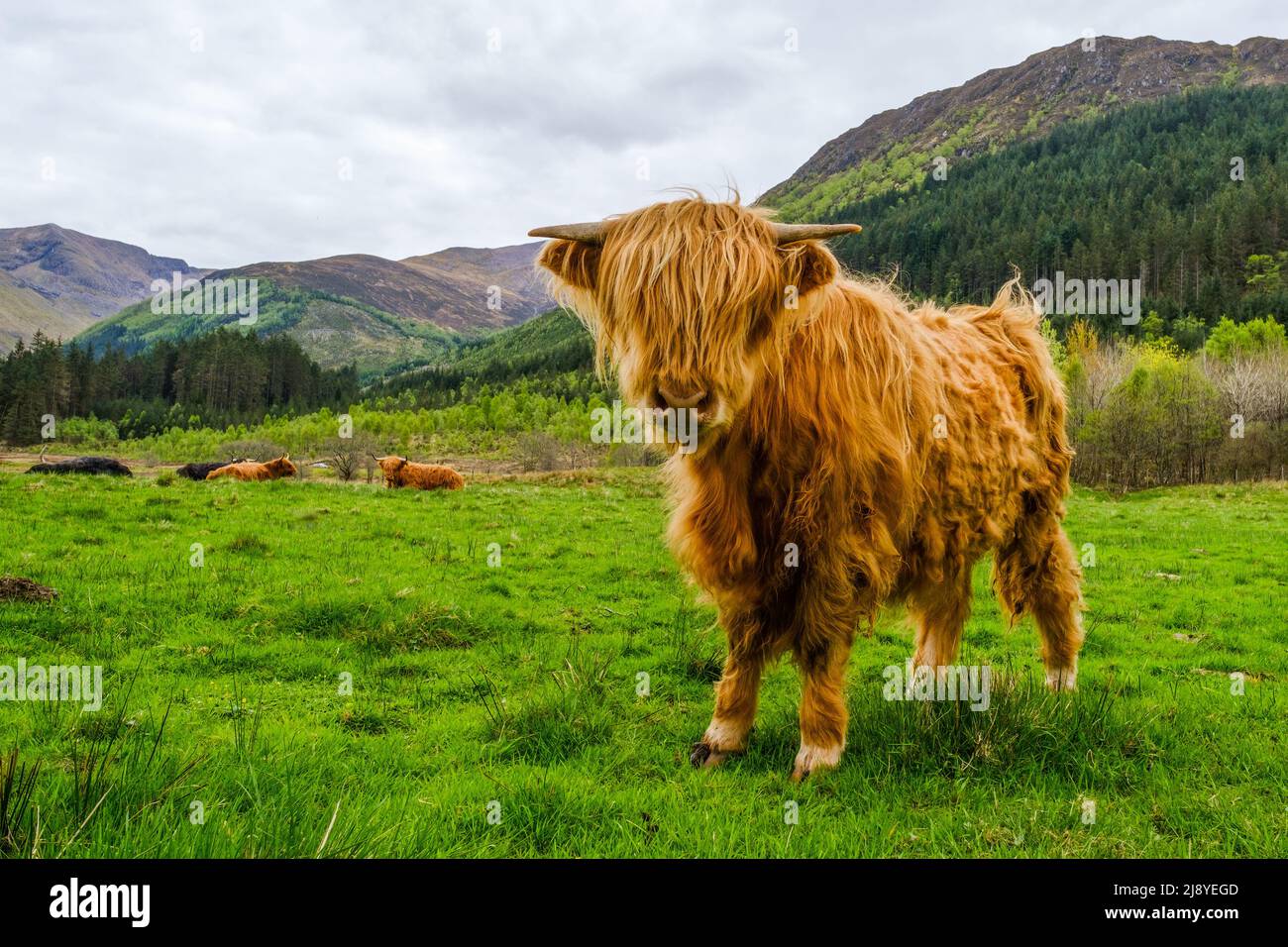 Una giovane mucca delle Highland a Glen Nevis, Scozia Foto Stock