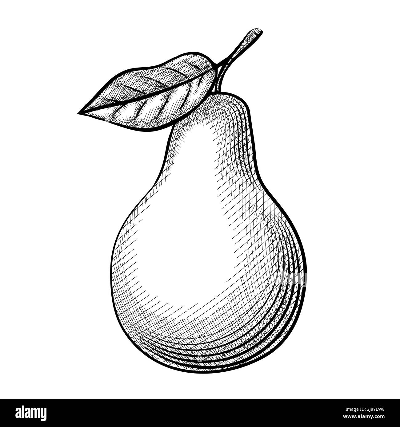 Acquaforte. Meravigliose pere di schizzo con foglie su sfondo bianco. Illustrazione vettoriale Illustrazione Vettoriale