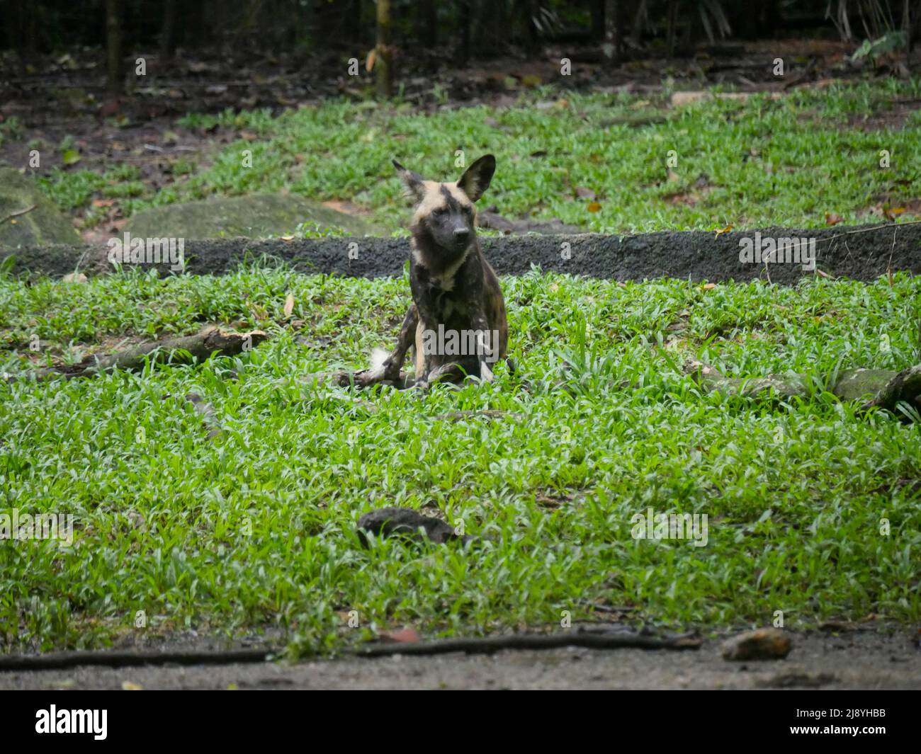 Dipinto africano cane selvatico Foto Stock