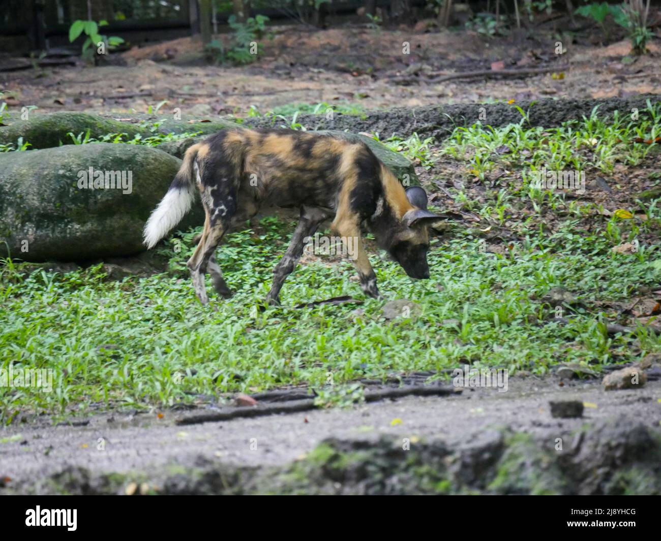 Dipinto africano cane selvatico Foto Stock