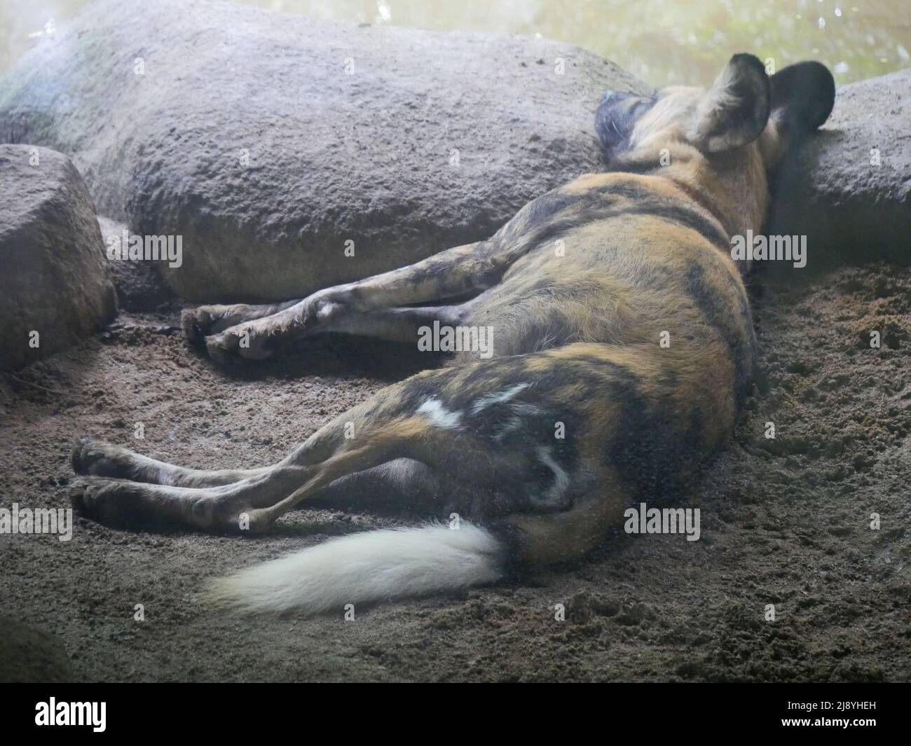 Dipinto africano cane selvatico Foto Stock
