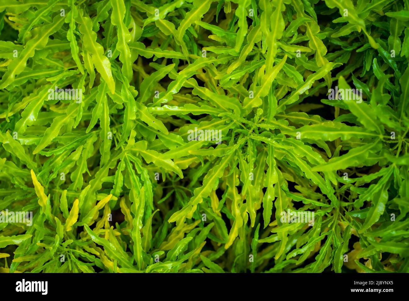 Sfondo verde foglie. Immagine di alta qualità Foto Stock