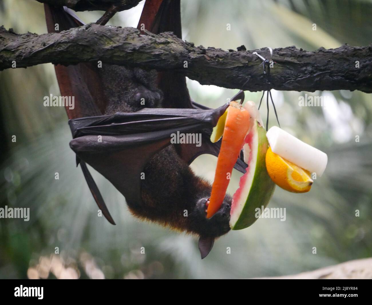 Maschio Fruit Bat anche noto come volante indiano volata appeso capovolto mangiare frutti di cocomero Foto Stock