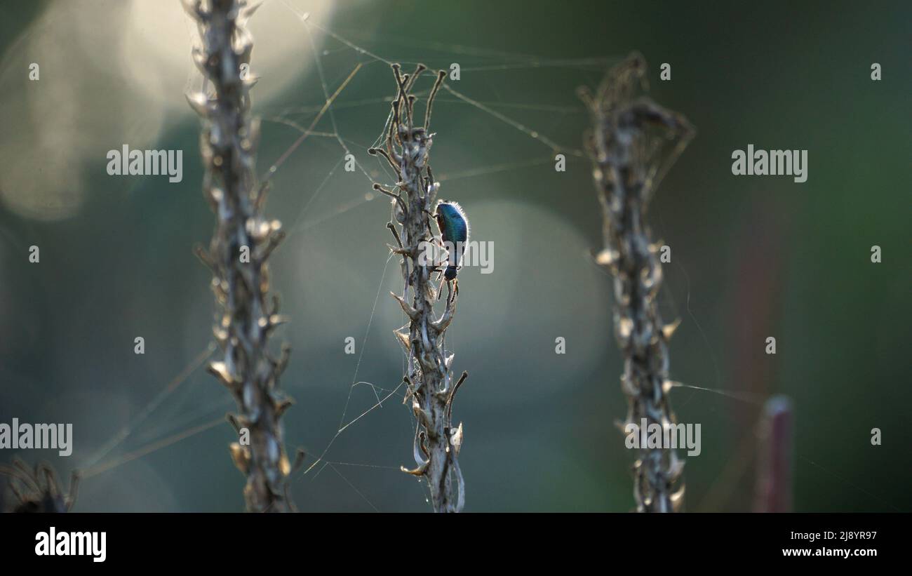 Primi piani sulla vita bug Foto Stock