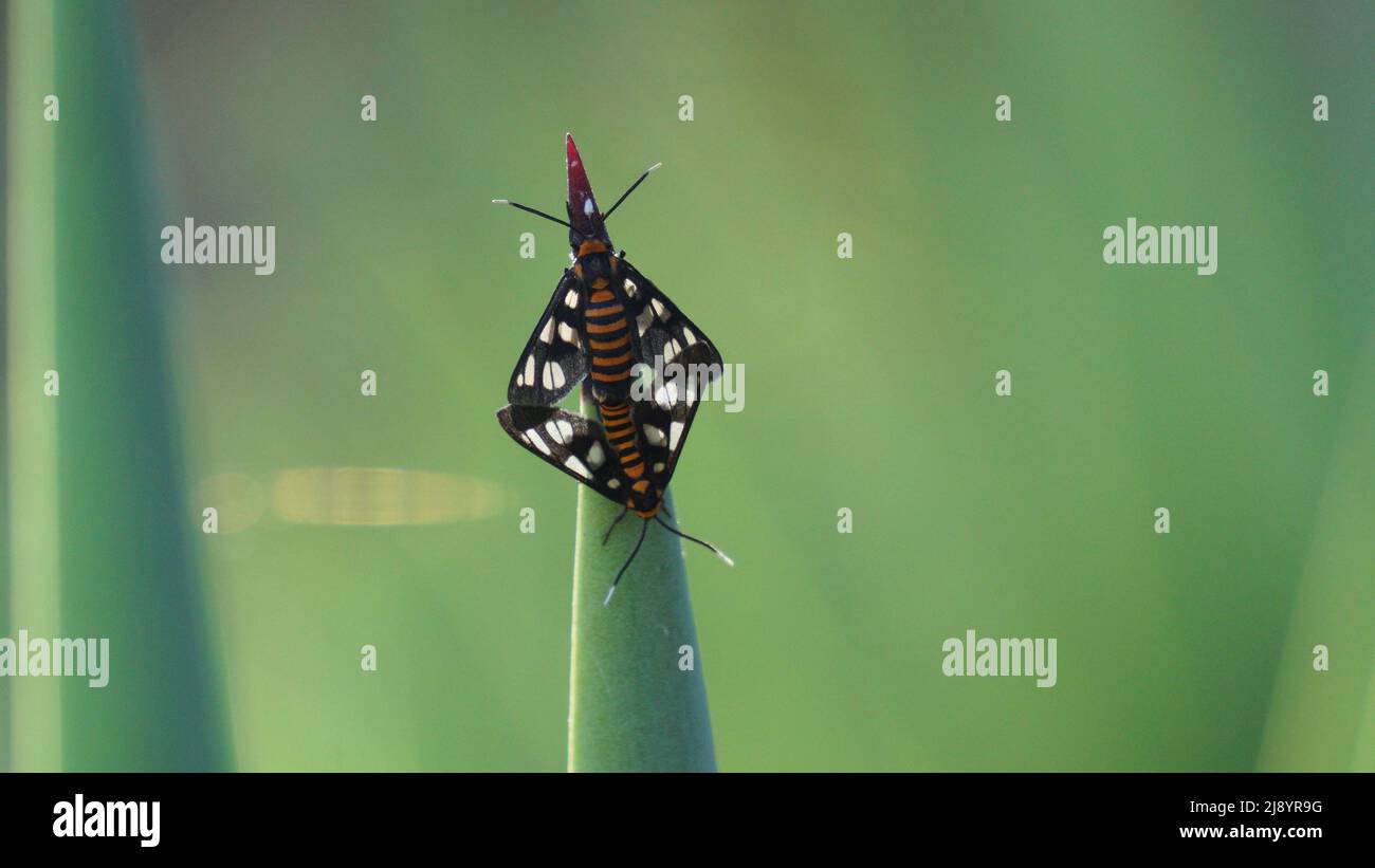 Primi piani sulla vita bug Foto Stock