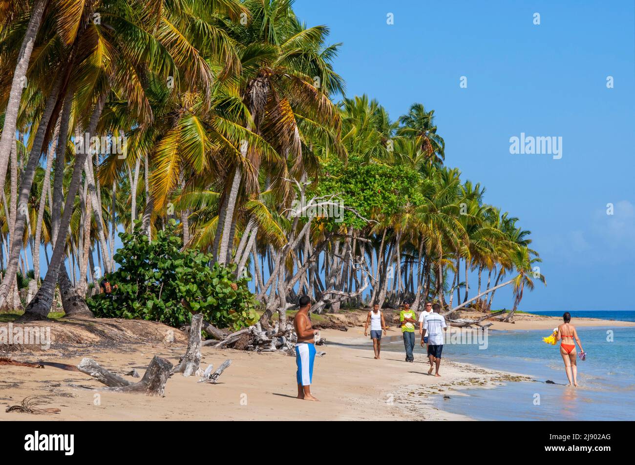 Palme sulla spiaggia di Playa bonita sulla penisola di Samana nella Repubblica Dominicana vicino alla città di Las Terrenas. Resultados de Traducción star bor Foto Stock