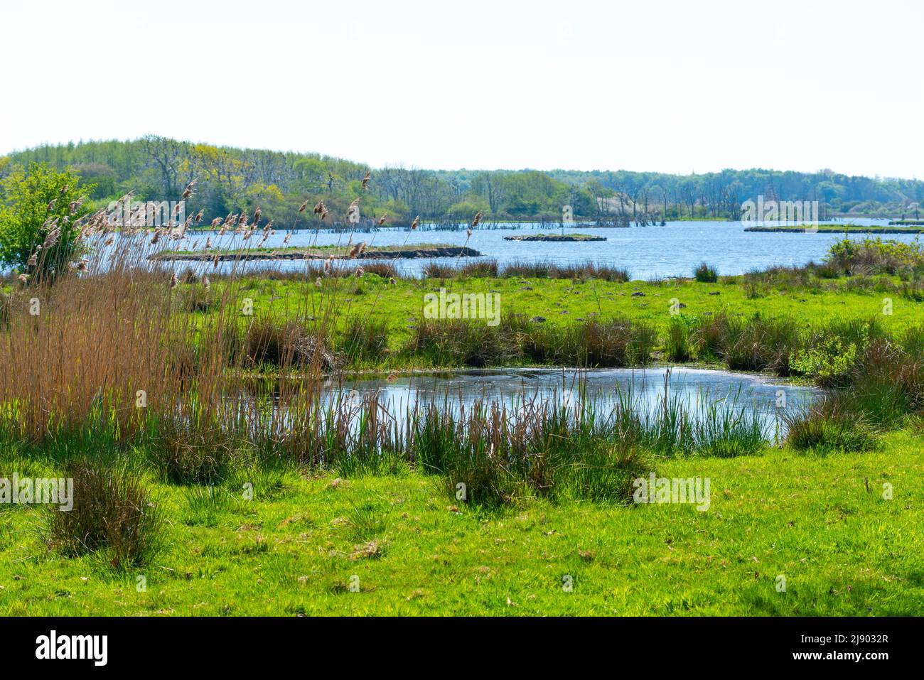 Riserva Naturale Geltinger Birk, Nieby, Flensburger Fjord, Mar Baltico, paesaggio Angeln, Schleswig-Holstein, Germania settentrionale, Europa centrale Foto Stock