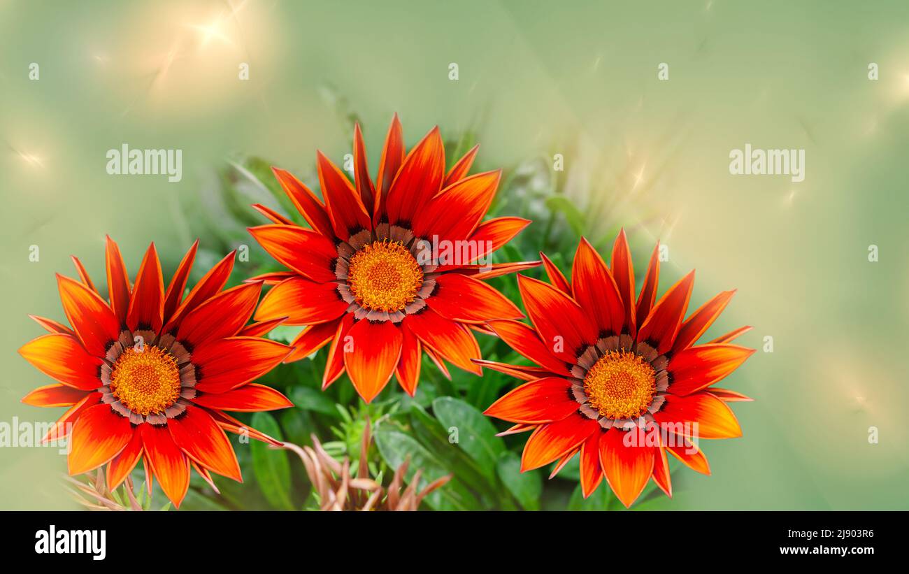 Gazania rossa a colori su sfondo sfocato con sovrapposizione frattale Foto Stock