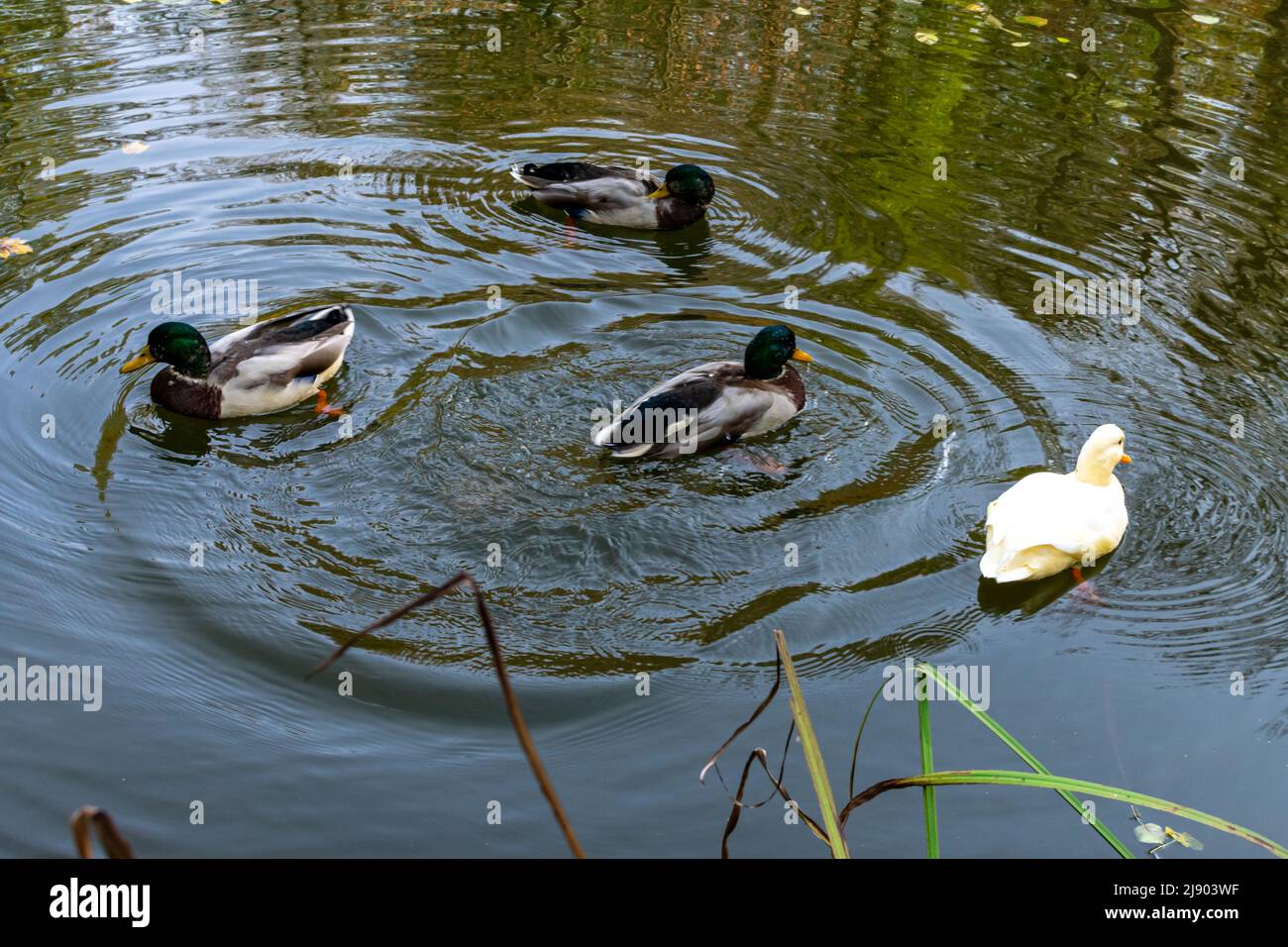 Anatre su uno stagno in autunno con foglie galleggianti sull'acqua. Foto Stock