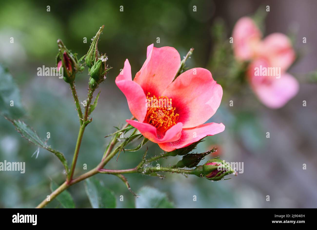 Una rosa rosa che mostra petali, stamens e la parte superiore del gambo. Questa rosa colorata si trova in un giardino in Inghilterra. Foto Stock