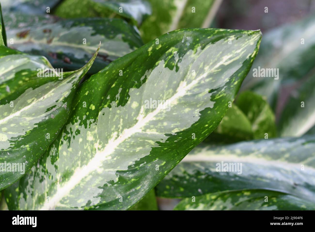 Foglia di una pianta di giardino Foto Stock