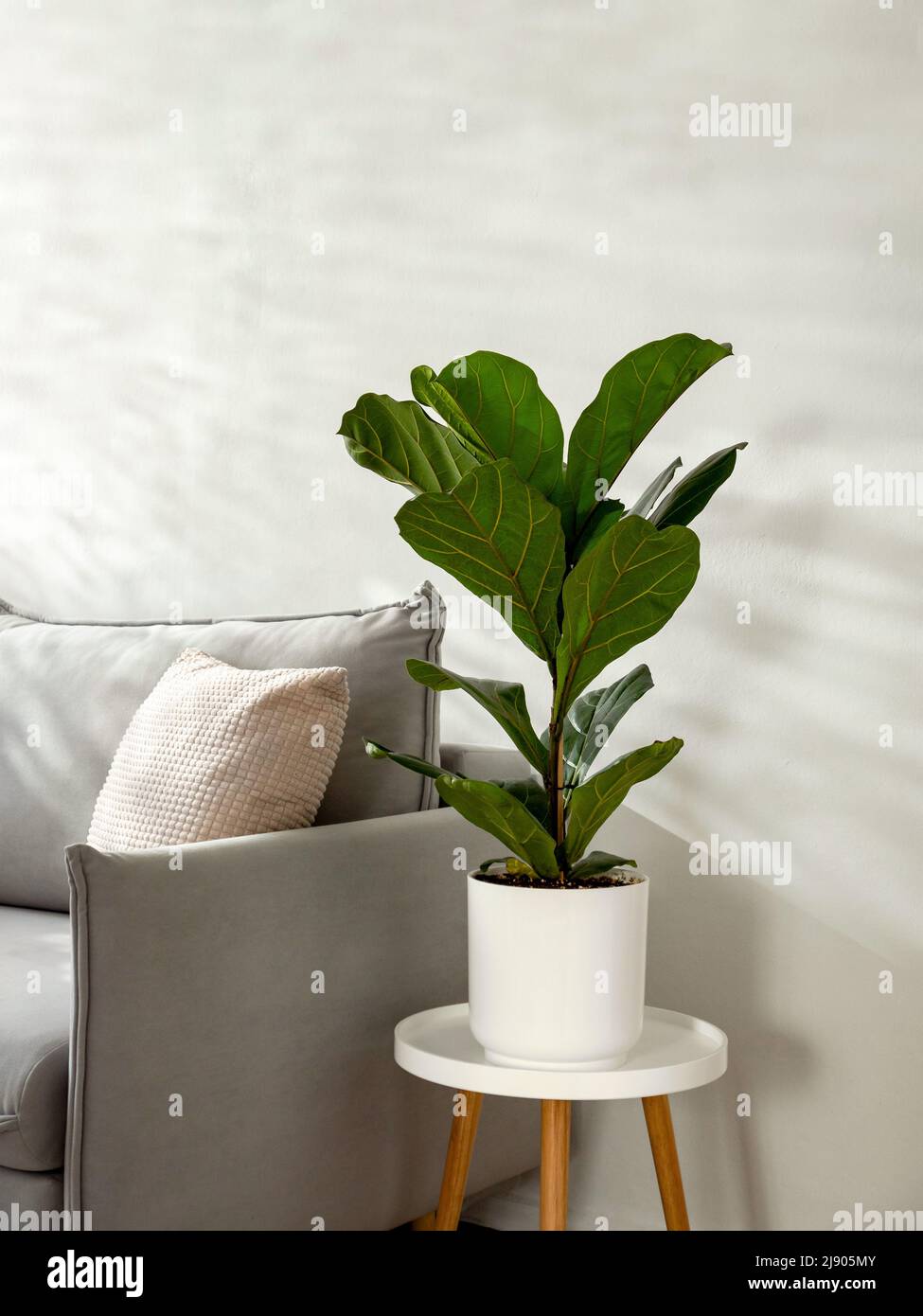 Ficus lirata o fico a foglia di violino in soggiorno interno. Decorazione della camera con pianta. Scandinavian Fiddle Peaf Tree pianta coperta in cerchio bianco pentola in casa. Ficus lirata in vaso o foglia di fiddddle fico albero Foto Stock