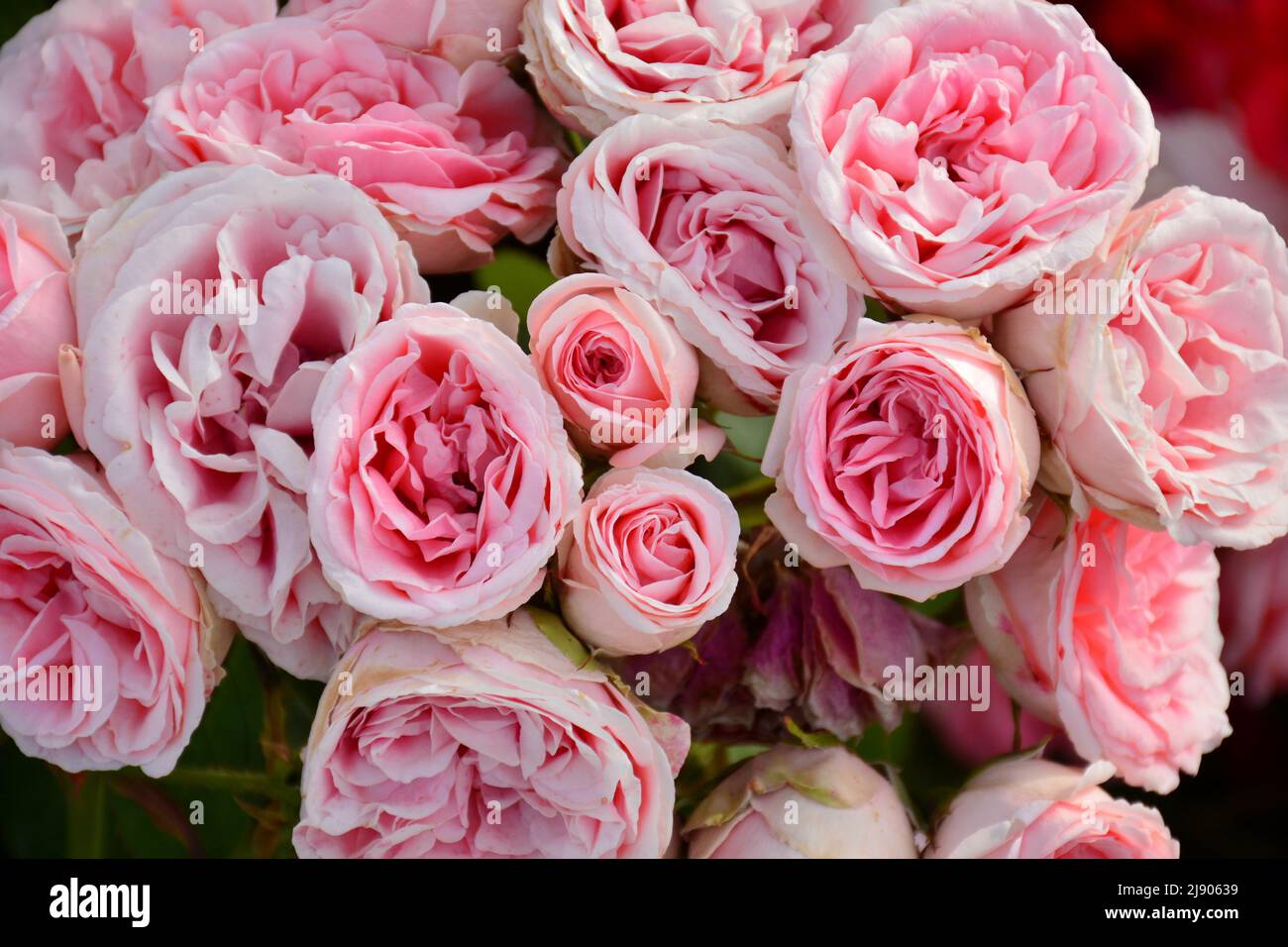 Rosas de color rosa en un rosal en un Jardín en primavera Foto Stock