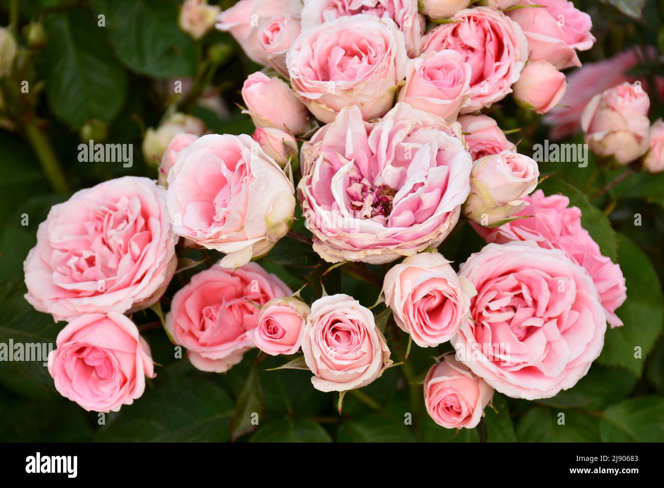 Rosas de color rosa en un rosal en un Jardín en primavera Foto Stock