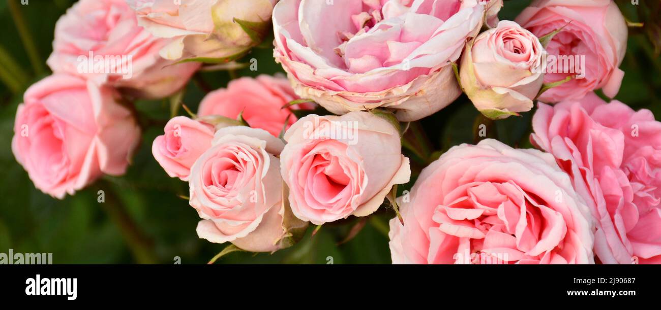 Rosas de color rosa en un rosal en un Jardín en primavera Foto Stock