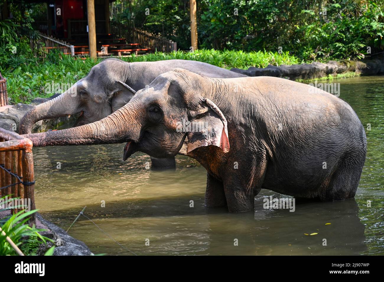 Due elefanti in piedi in un fiume immergono metà del loro corpo in acqua Foto Stock