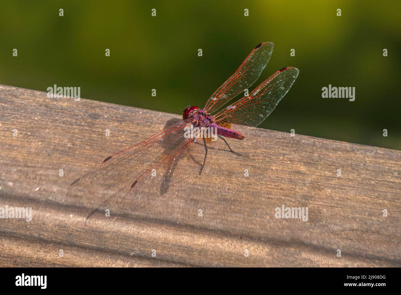 Ruddy Darter Dragonfly arroccato sul gambo. Messa a fuoco selettiva. Primo piano Foto Stock