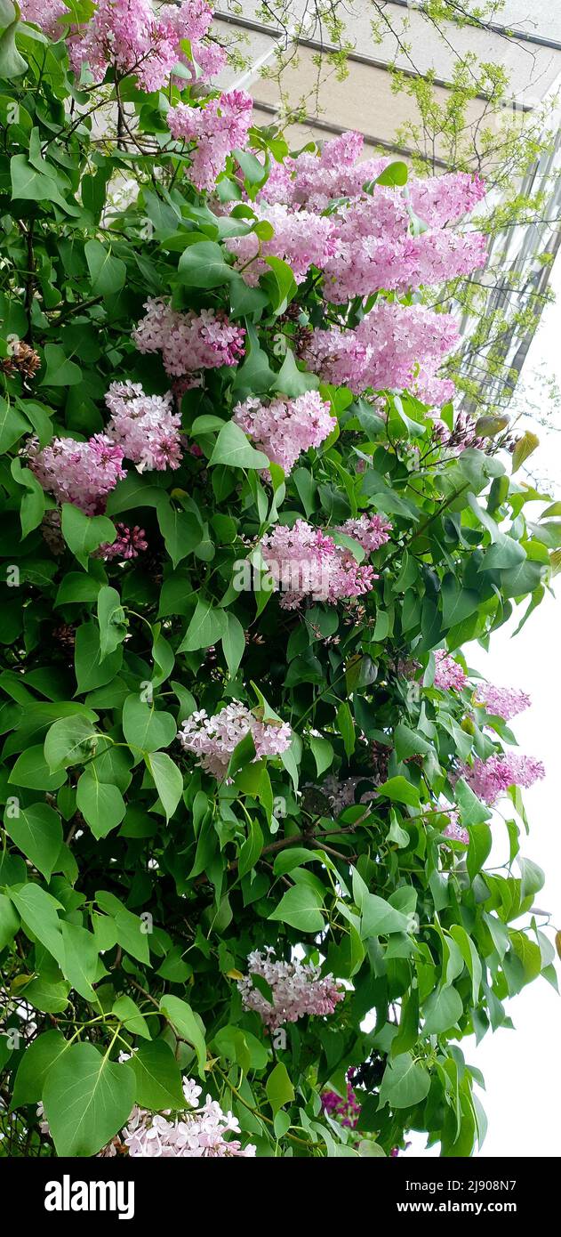 Ramo di fiori lilla fioriti di colore rosa con foglie di verde Foto Stock