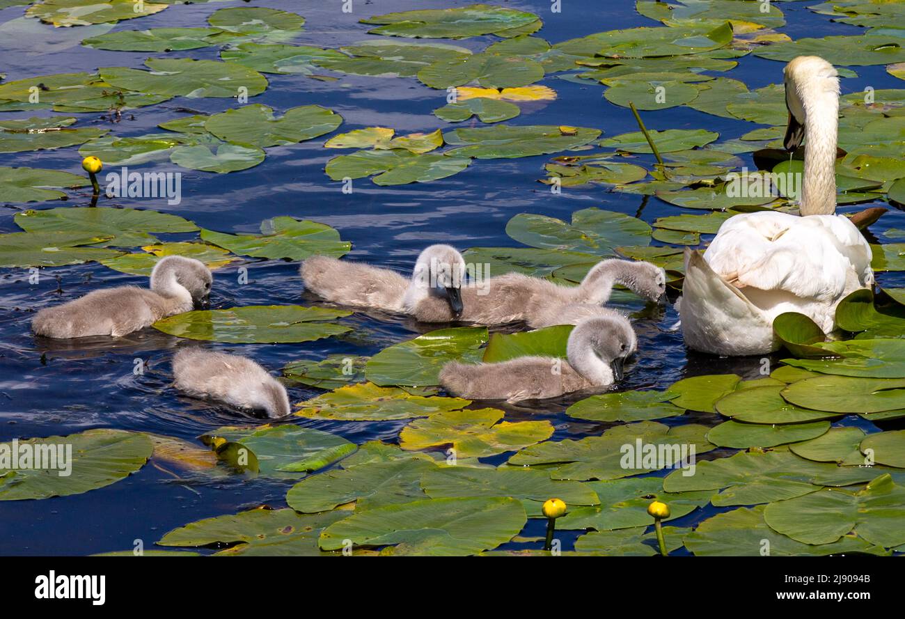 Mute cigni Cygnus olor con Cygnets che si nutrono in ninfee su un laghetto Foto Stock