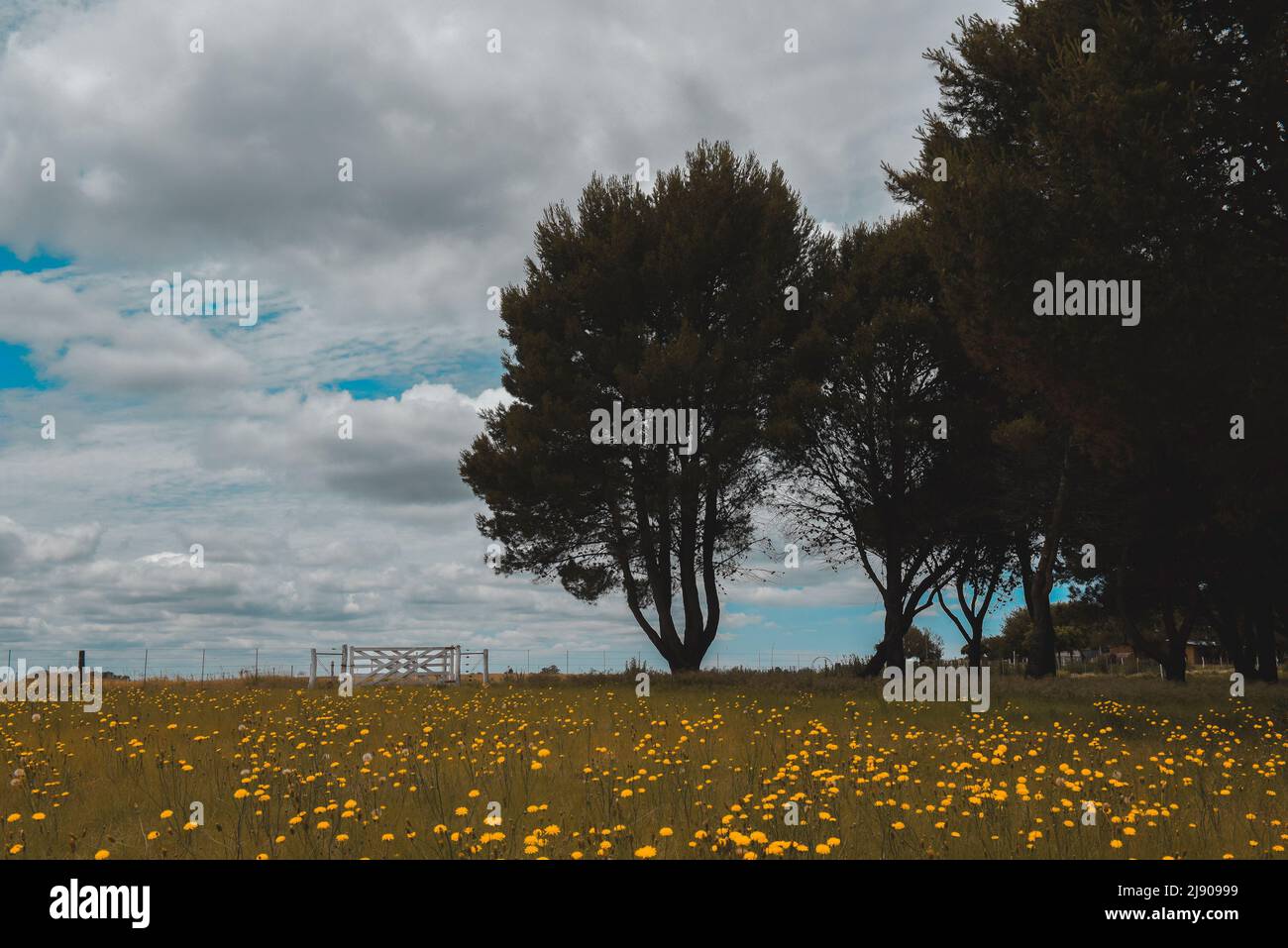 Flora selvaggia, fiori in primavera nel paesaggio di Pampas, provincia di la Pampa, Patagonia, Argentina Foto Stock