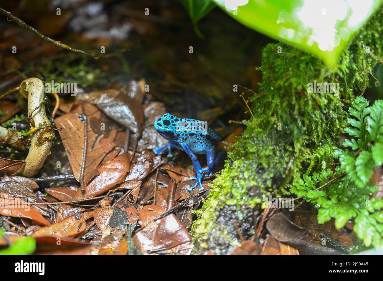 Rana velenosa freccetta anche conosciuta come rana velena freccia Foto Stock