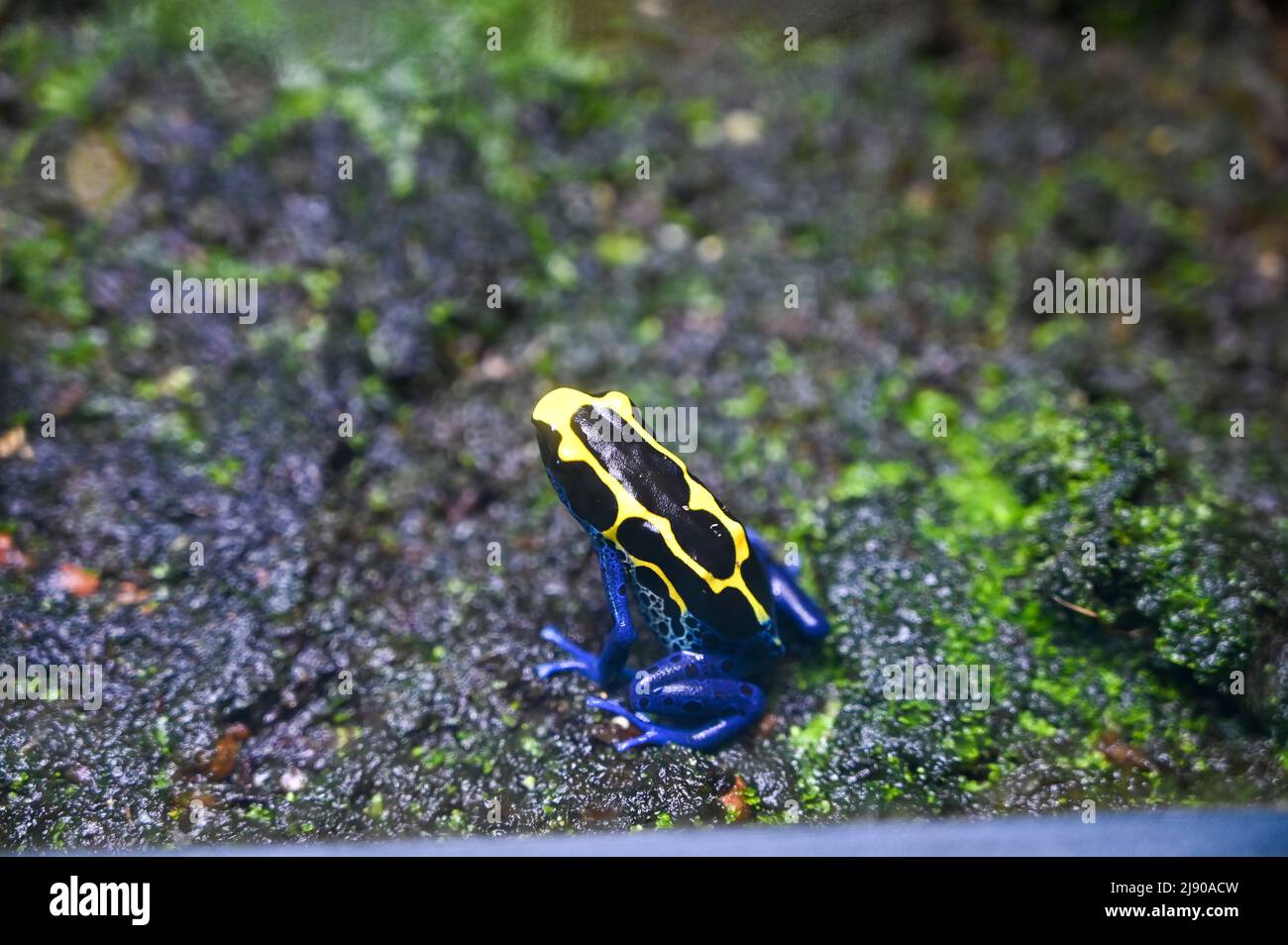 Rana velenosa freccetta anche conosciuta come rana velena freccia Foto Stock