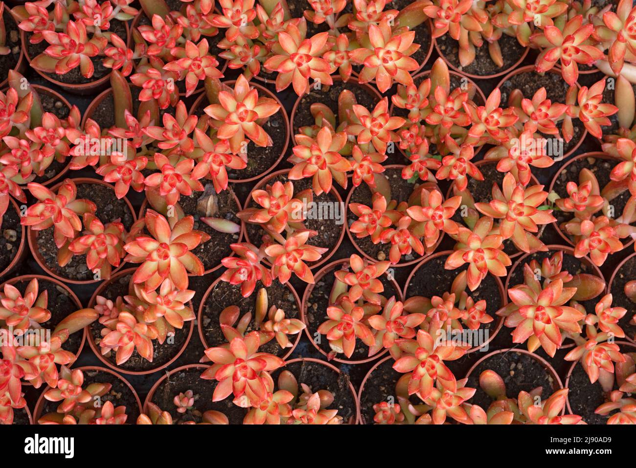 Vista ad angolo alto del Raym Adolphii del sedum in vaso nel mercato Foto Stock