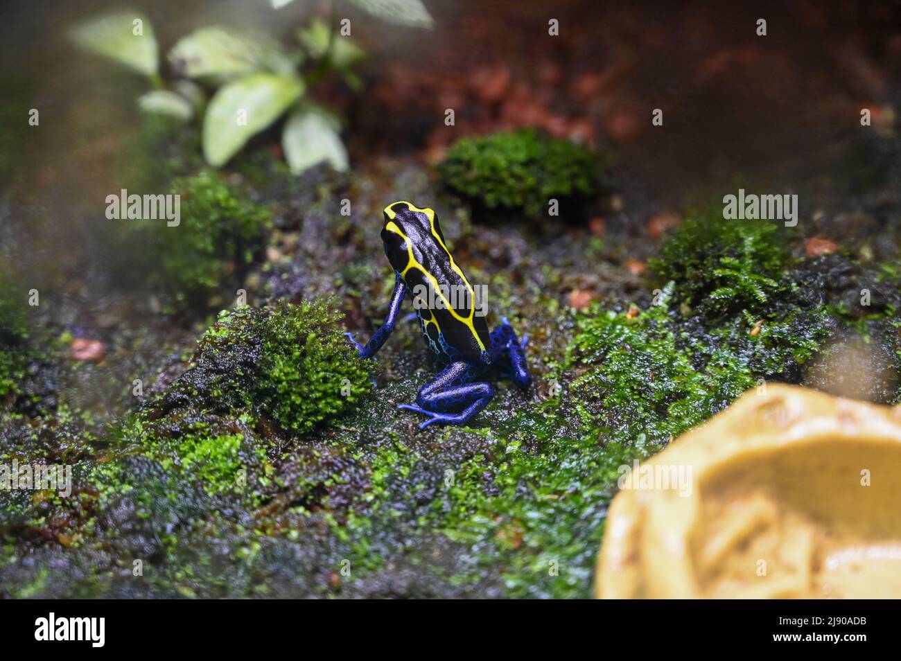 Rana velenosa freccetta anche conosciuta come rana velena freccia Foto Stock