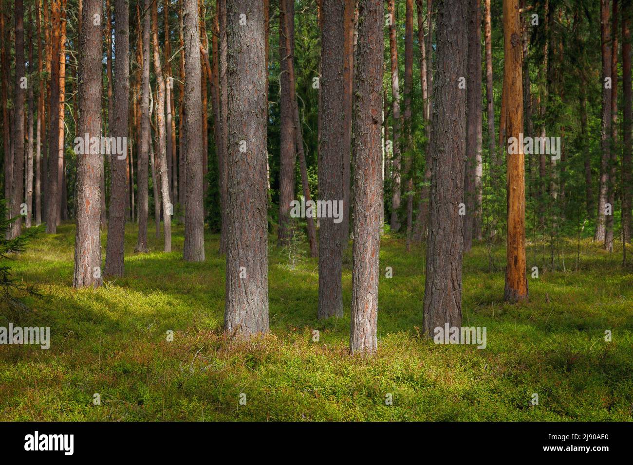 Pineta. Estate. Giorno. Estonia. All'interno dei boschi. Foto Stock