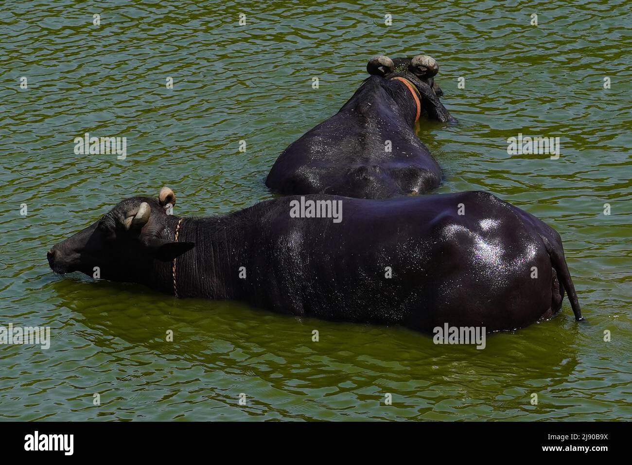 Bufali fare un tuffo nel lago in una calda giornata estiva nel villaggio alla periferia di Ajmer, India il 13 maggio 2022. Foto di ABACAPRESS.COM Foto Stock