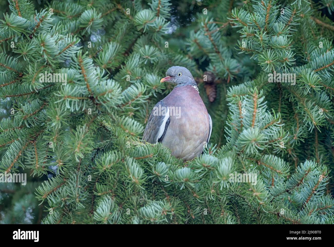 Un piccione di legno comune, Columba Palumbus, arroccato su un ramo di pino, Germania Foto Stock