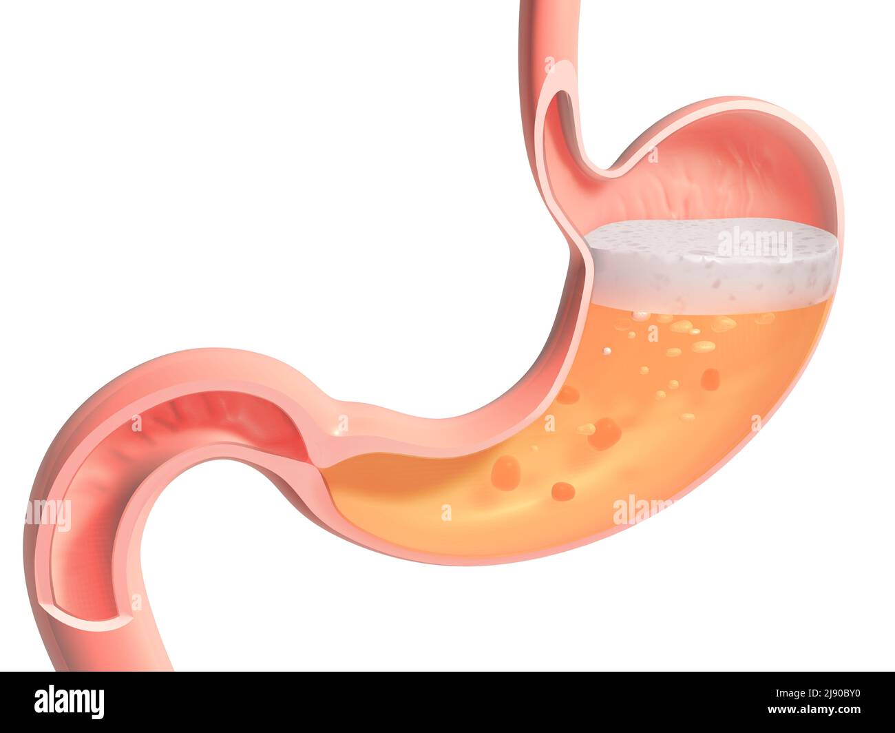 3d illustrazione dello stomaco umano che fa la digestione. Mostra il ritaglio anatomico interno su sfondo bianco. Foto Stock