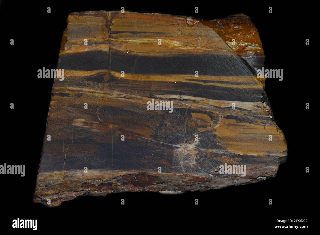 Pezzo di legno fossile trovato in Mongolia Foto Stock