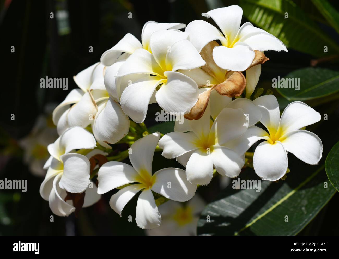 Molti fiori di plumeria bianca in primo piano Foto Stock