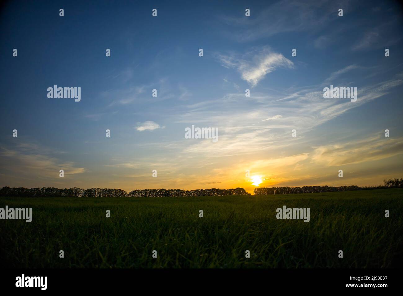 Orzo giovane con i raggi del sole al tramonto. Messa a fuoco selettiva. Foto Stock