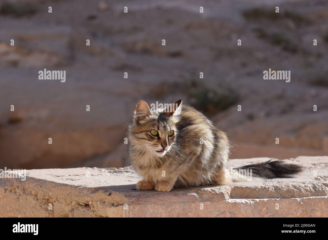 Un giovane gatto tabby accoccolato su un muro Foto Stock