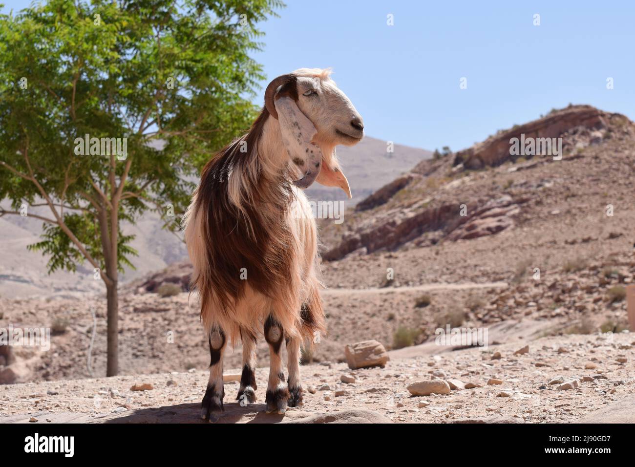 Una lunga capra marrone e bianca con capelli che si erge su una roccia in Medio Oriente Foto Stock