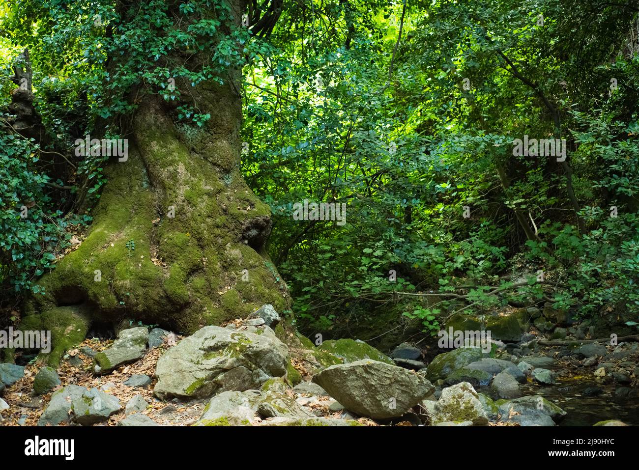 Habitat verde nel Parco Nazionale con alberi, foglie e fiume nel Monte Kaz, Kaz Daglari, Monte Ida nel distretto di Edremit in Balikesir, Turchia Foto Stock