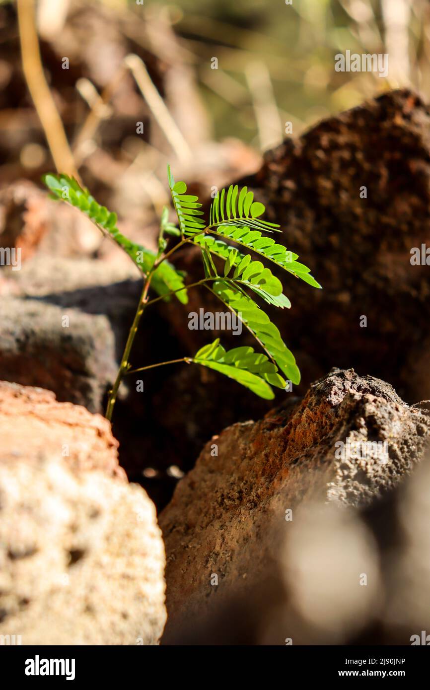 Fotografia di vita morta Foto Stock