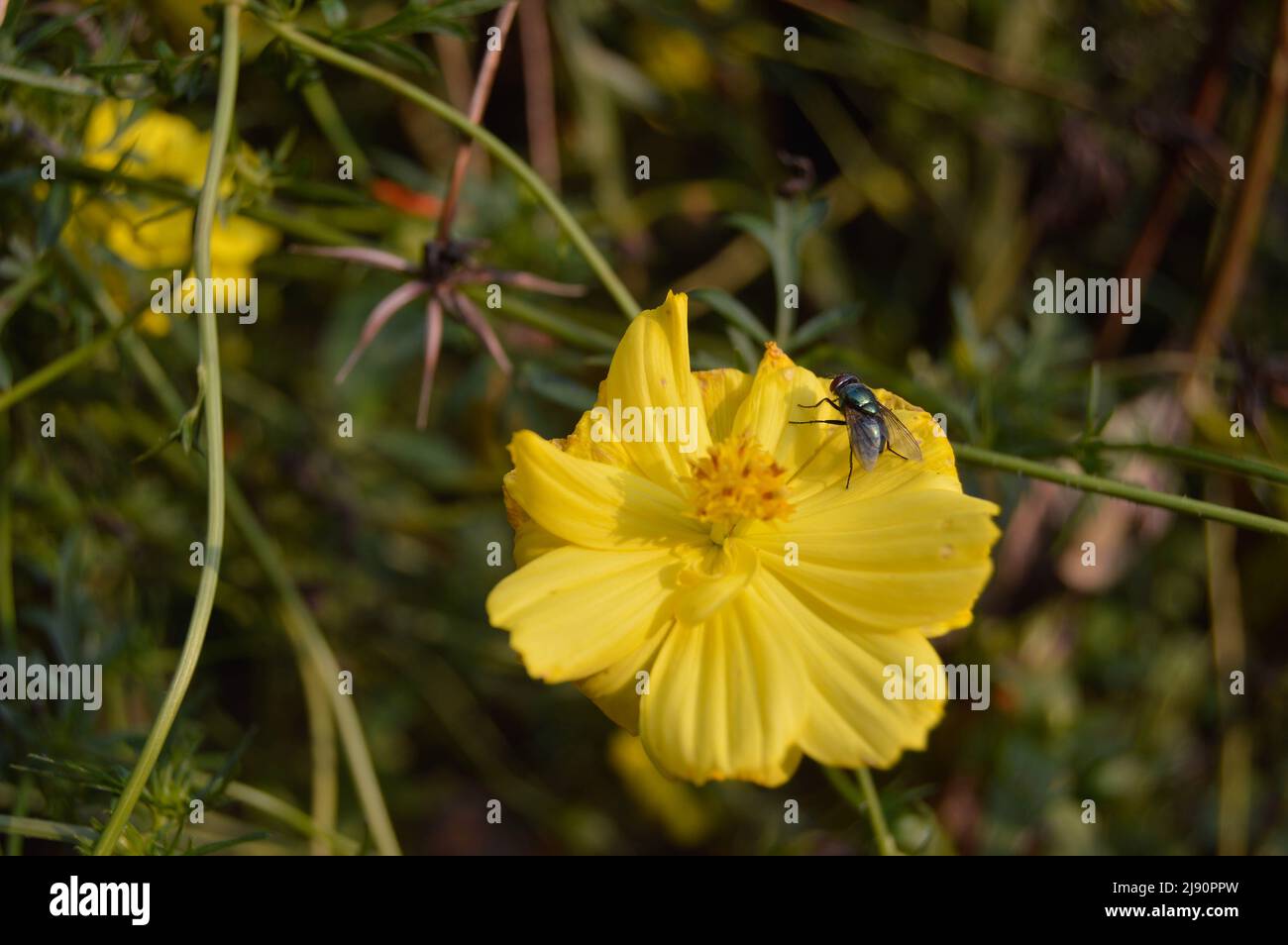 fiori di zinnia in fiore infestati da mosche Foto Stock