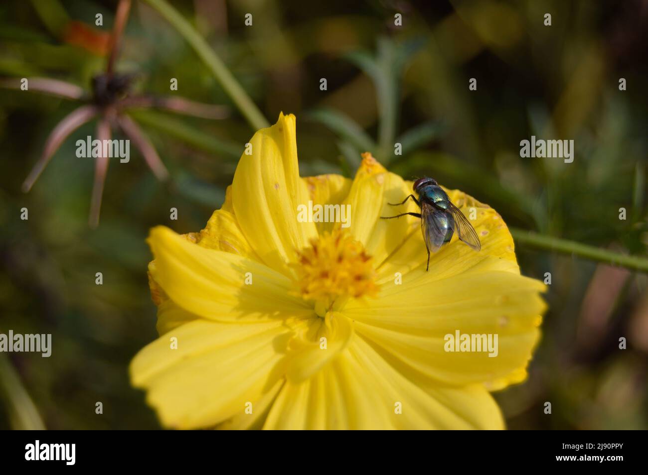 fiori di zinnia in fiore infestati da mosche Foto Stock