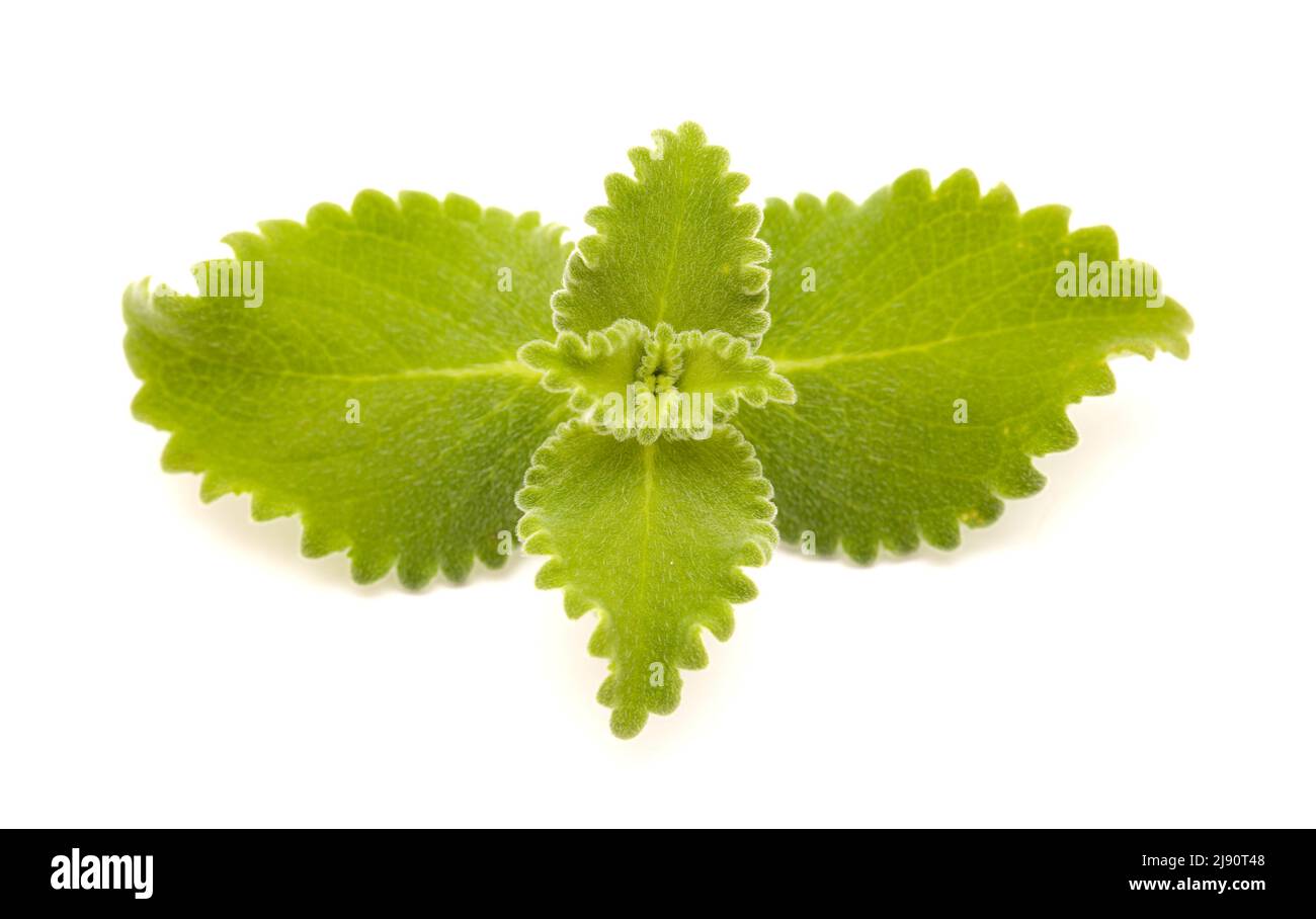 Coleus amboinicus, origano cubano isolato su sfondo bianco Foto Stock