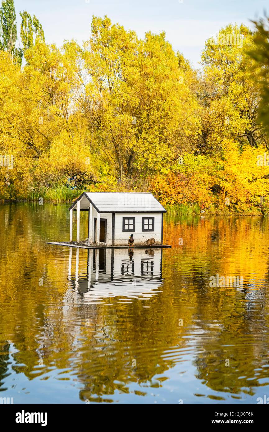Golden autunno paesaggio con stagno e casa galleggiante anatra nel parco, concetto di caduta Foto Stock