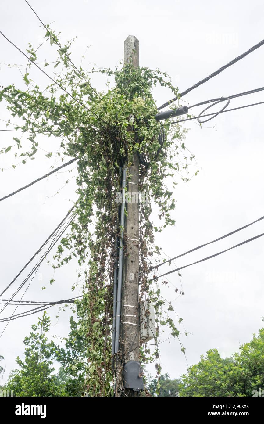 coperchio della pianta di vite di ivy del superriduttore su telefono o palo di filo elettrico, sfondo bianco Foto Stock