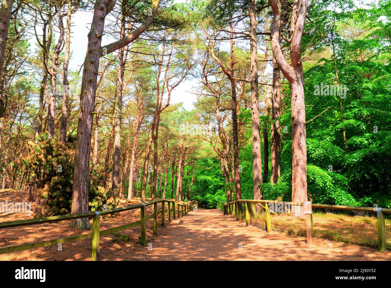 Percorso forestale con recinzione e alberi con sole Foto Stock