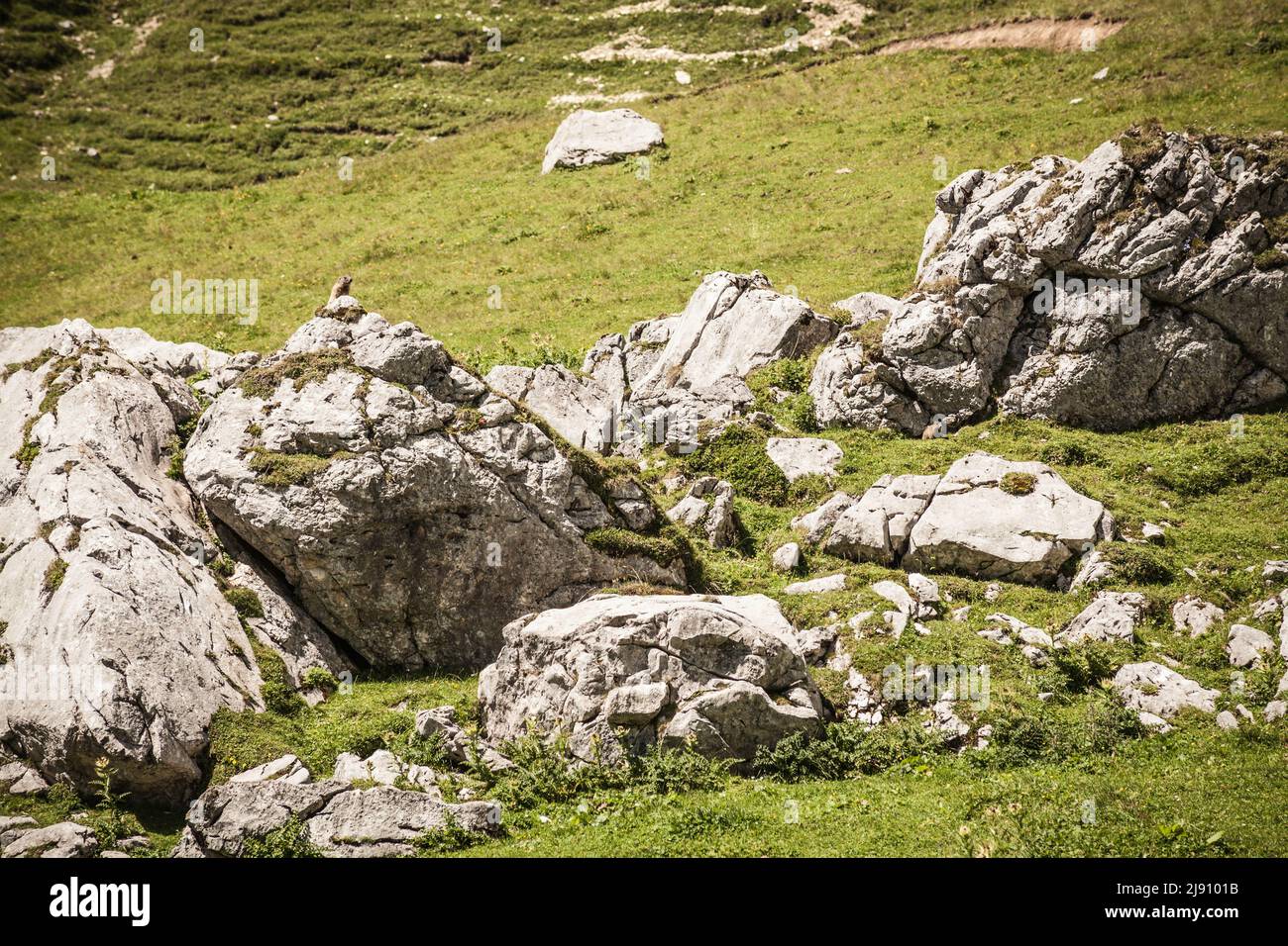 Marmotta nel suo habitat naturale a Leutasch vicino Seefeld in Tirolo Foto Stock
