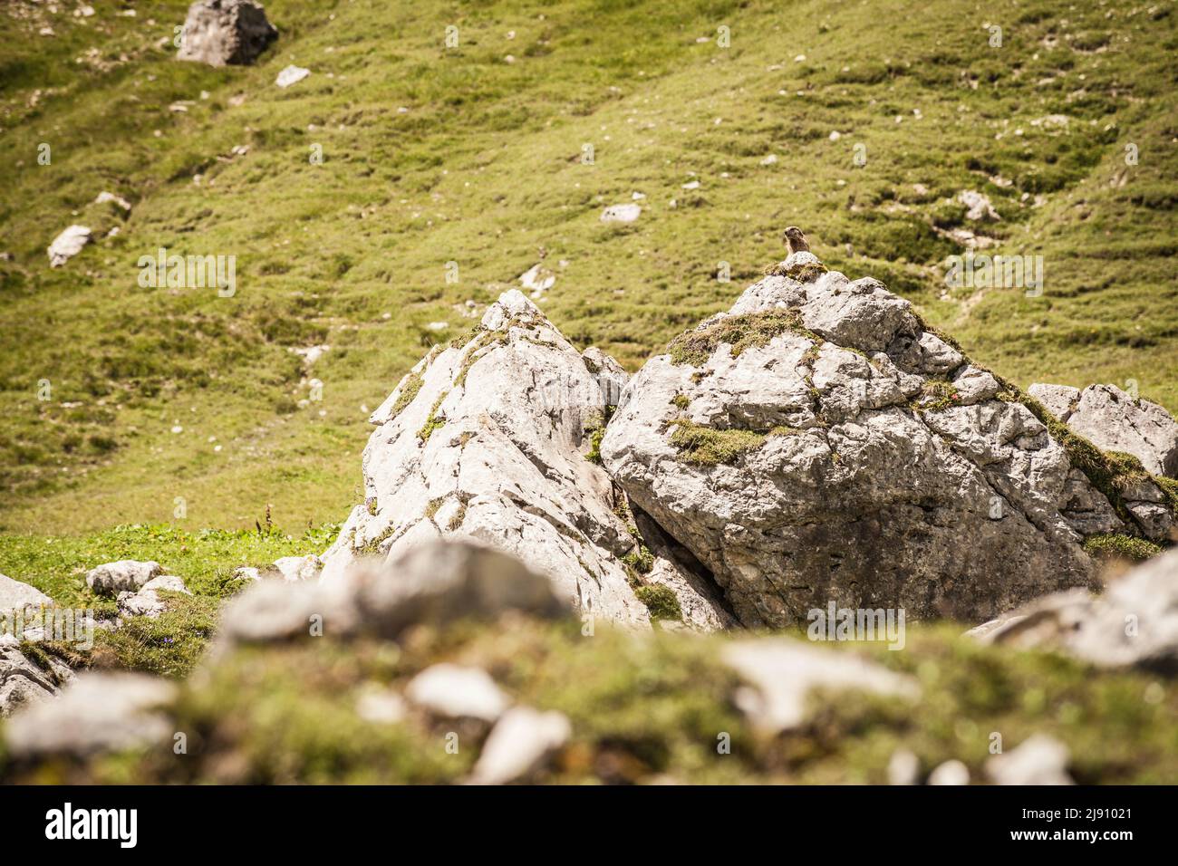 Marmotta nel suo habitat naturale a Leutasch vicino Seefeld in Tirolo Foto Stock
