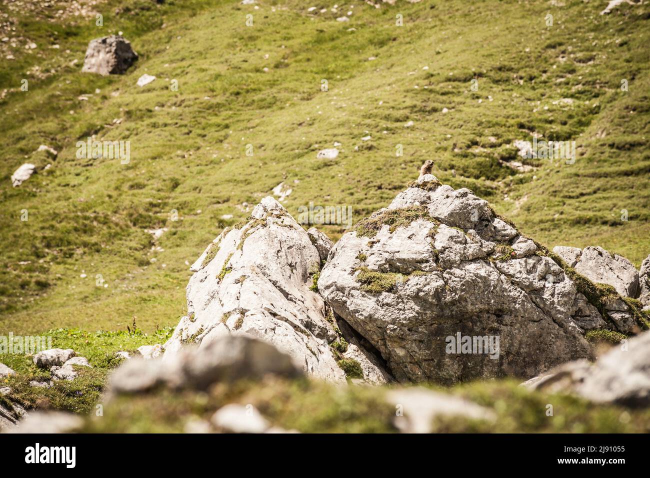 Marmotta nel suo habitat naturale a Leutasch vicino Seefeld in Tirolo Foto Stock