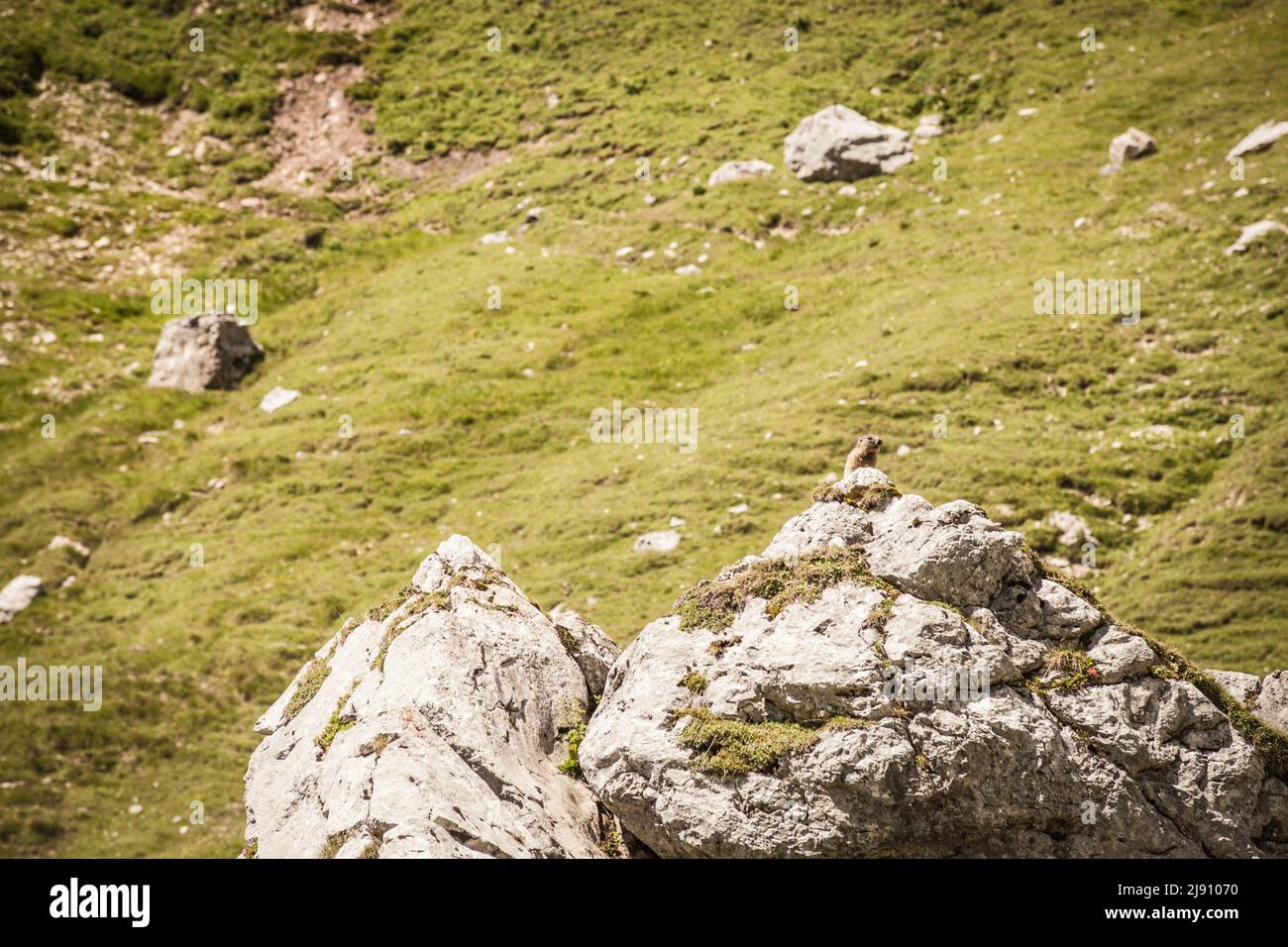 Marmotta nel suo habitat naturale a Leutasch vicino Seefeld in Tirolo Foto Stock